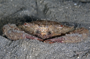 North Sulawesi-2018-DSC04391_rc- Swimming Crab - Crabe nageur - Charybdis sp5